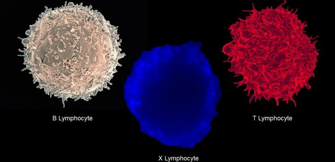Доказано: иммунитет у переболевших коронавирусом защищает не менее полугода – исследование - Фото