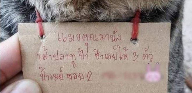 В Таиланде пропавший на три дня кот вернулся к хозяину 