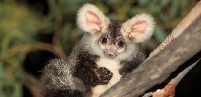 В Австралии открыли два новых вида животных. Посмотрите, какие они милые – фото - Фото
