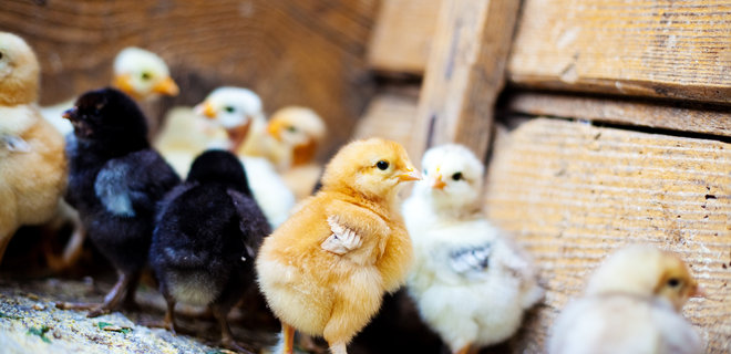 В Дании на ферме зафиксировали вспышку птичьего гриппа, уничтожат 25 000 цыплят - Фото