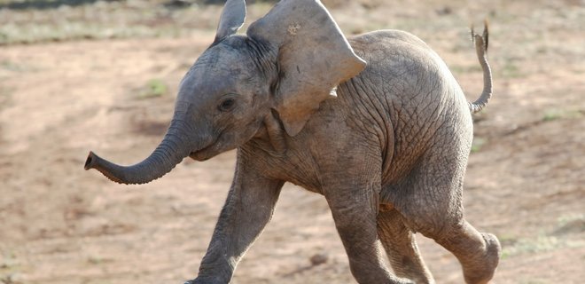 В Таиланде слоненка застали за воровством тростника – он решил спрятаться за столб: фото - Фото