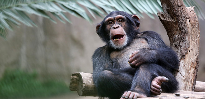 Любовь к чистоте. В зоопарке Таллина шимпанзе решил сам убрать вольер и помыть окна: видео - Фото