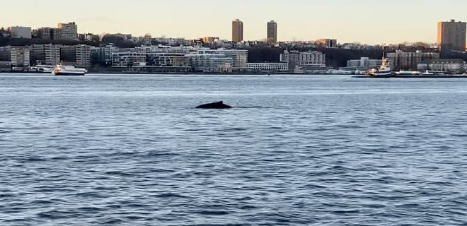 В Нью-Йорк на Манхэттен приплыл горбатый кит – фото, видео - Фото