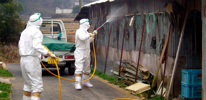 В Японии вспышка птичьего гриппа. Чтобы обезопасить людей и отрасль, убито 3 млн птиц - Фото
