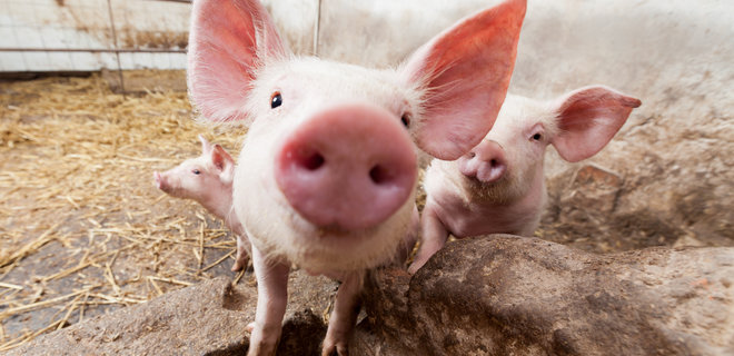 Впервые в истории. В США разрешили выращивать генно-модифицированных свиней  - Фото