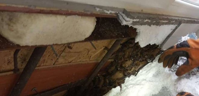 В Днепре на одном из балконов спасатели обнаружили более 500 летучих мышей – фото - Фото