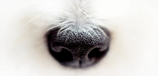 Забота о питомцах. США условно одобрили первое лекарство в таблетках против рака у собак - Фото