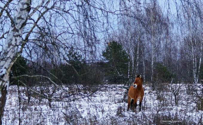 Чернобыль. В Зоне отчуждения сфотографировали табун лошадей Пржевальского