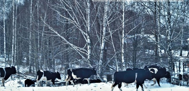 Ученые рассказали, чем дикие коровы из-под Чернобыля отличаются от домашних – фото - Фото