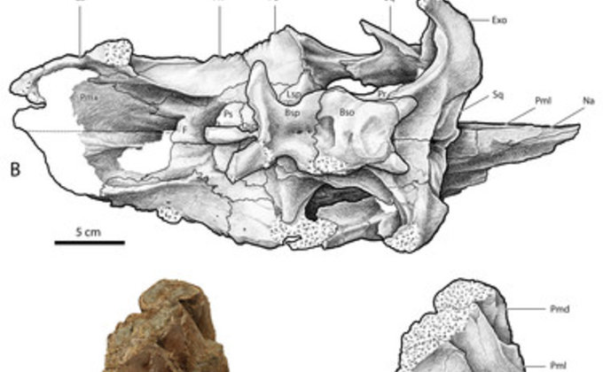 "Прекрасно сохранились". Ученые нашли в США части черепа динозавра – фото