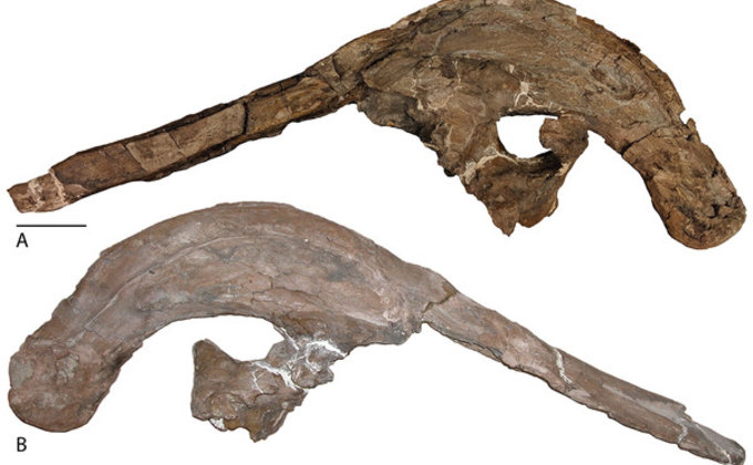 "Прекрасно сохранились". Ученые нашли в США части черепа динозавра – фото
