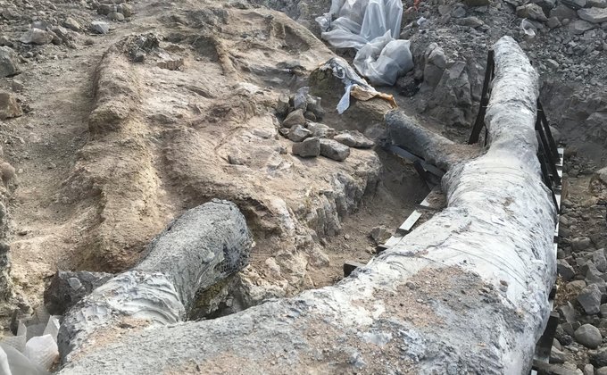 "Уникальная находка". В Греции нашли окаменевшее дерево возрастом 20 млн лет – фото