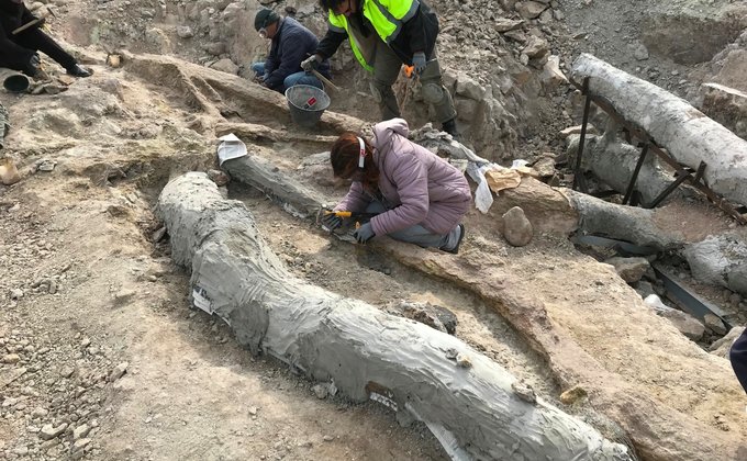 "Уникальная находка". В Греции нашли окаменевшее дерево возрастом 20 млн лет – фото