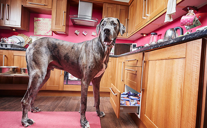 Выше баскетболистов. Умерла самая высокая в мире собака – фото пса-рекордсмена