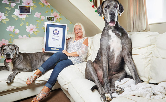 Выше баскетболистов. Умерла самая высокая в мире собака – фото пса-рекордсмена