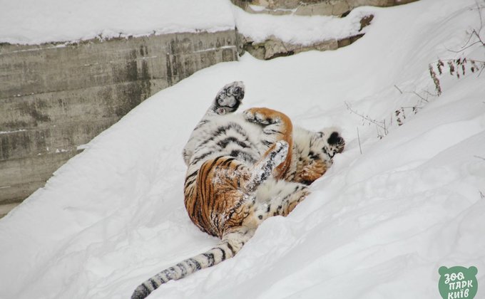 Тигры и верблюды в снегу. Зоопарк Киева показал реакцию животных на непогоду – фото