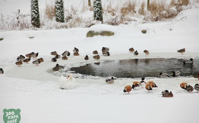 Тигры и верблюды в снегу. Зоопарк Киева показал реакцию животных на непогоду – фото