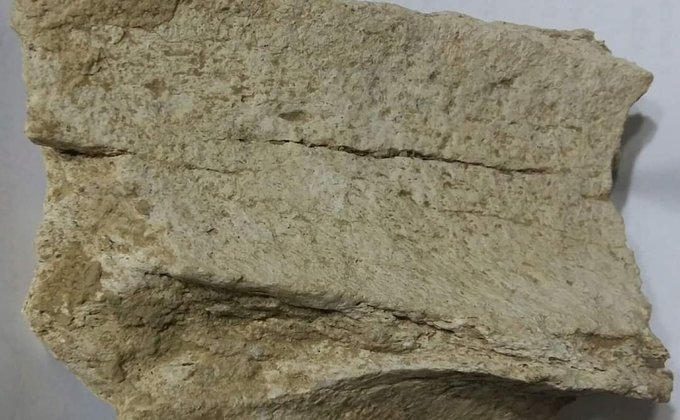 Ученый: Под Одессой нашли останки древнего животного – фото