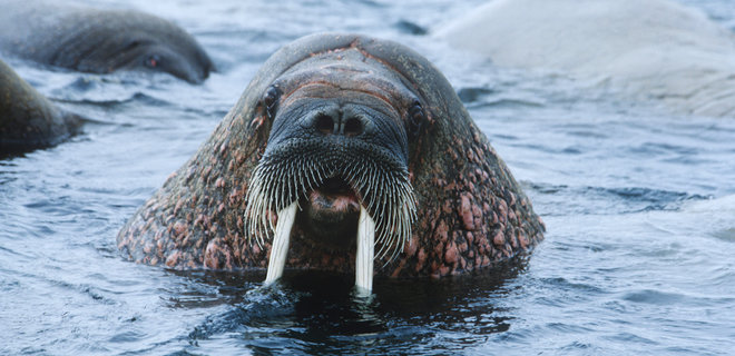 В Ирландии впервые заметили моржа. Похоже, он заснул на льдине и пересек Атлантику: видео - Фото