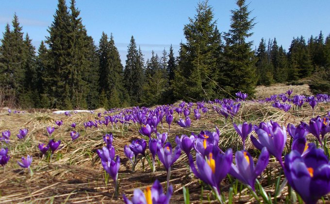 Яркая, красочная, незабываемая весна в Карпатах. Подборка фото красоты украинских гор