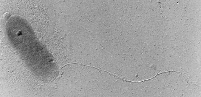 Из пучины в Тихом океане подняли микробов, которых не видит иммунитет человека - Фото