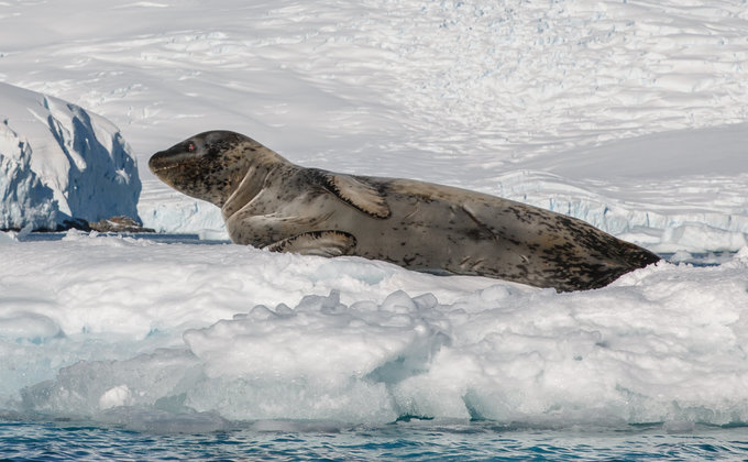 Суровый хищник. Украинцы встретили в Антарктиде морского леопарда – фото, видео