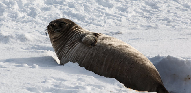 Украинцы встретили в Антарктиде морского слона. Он не был особо приветливым – фото - Фото