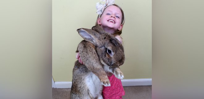 В Великобритании похитили самого большого в мире кролика: объявлено вознаграждение – фото - Фото
