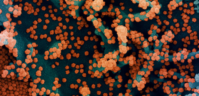 Коронавирус. Американские биологи показали наработки по вакцинам второго поколения - Фото