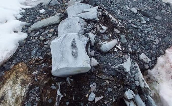 Украинцы приблизились к разгадке тайны "загадочного скелета кита" в Антарктиде – фото