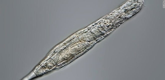Ученые оживили древнее микро-животное из сибирской вечной мерзлоты: фото - Фото