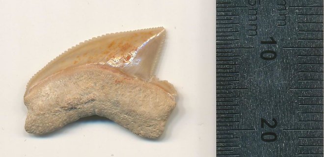 В Иерусалиме нашли клад времен царя Соломона с зубами доисторических акул: фото - Фото