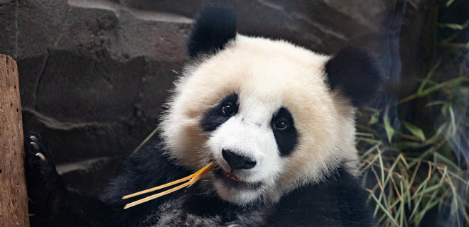 Китай: Большим пандам больше не грозит исчезновение, но они по-прежнему уязвимы - Фото