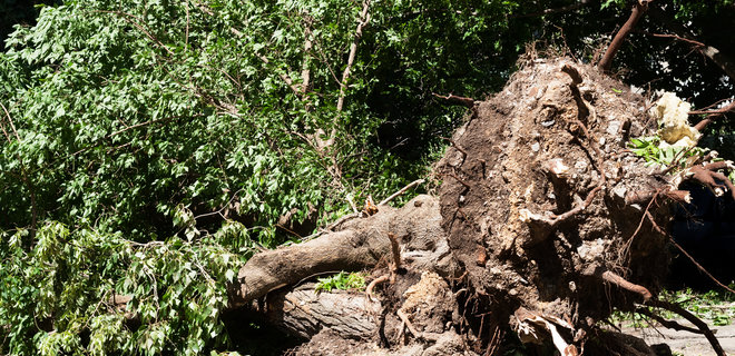 Почти ураган. Под Киевом в Вышгородском районе из-за падения деревьев погибли два человека - Фото