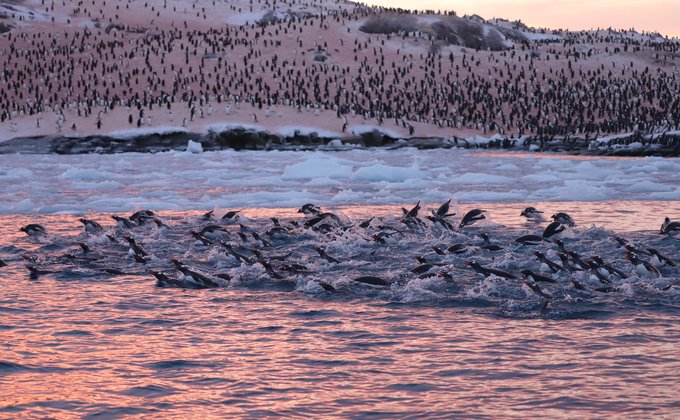 Антарктида. Біля української станції рекордне для зими скупчення пінгвінів – фото