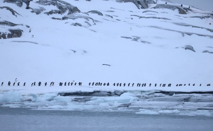 Антарктида. Біля української станції рекордне для зими скупчення пінгвінів – фото