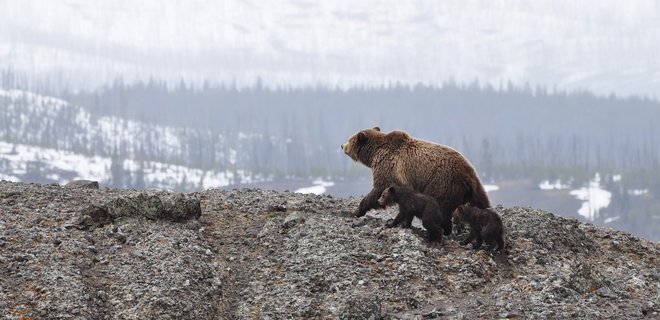 На Аляске спасли мужчину, который неделю отбивался от медведя - Фото