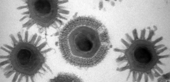 Из Бездны Челленджера на глубине 11 км китайские ученые подняли гигантские вирусы - Фото