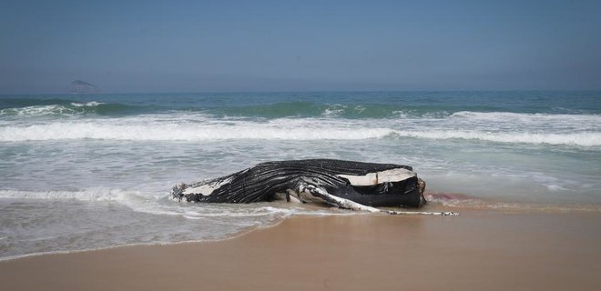 В Японии на берег выбросило тушу 14-метрового кита – видео - Фото