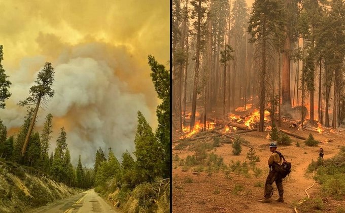 Гігантські секвої у вогні. Від удару блискавки горить нацпарк у Каліфорнії – фоторепортаж