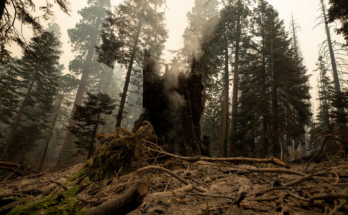 Гігантські секвої у вогні. Від удару блискавки горить нацпарк у Каліфорнії – фоторепортаж