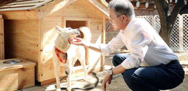 Президент Южной Кореи предложил обсудить запрет потребления в пищу собак - Фото