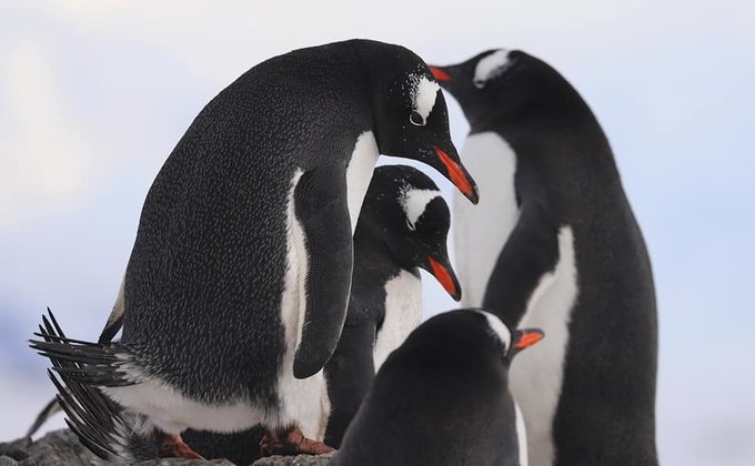 Поют и галантно кланяются: на украинскую станцию в Антарктиде вернулись пингвины – фото
