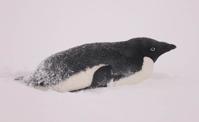 Поют и галантно кланяются: на украинскую станцию в Антарктиде вернулись пингвины – фото
