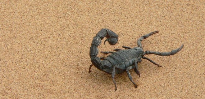 В Египте шторм вымыл на берег скорпионов: от укусов умерли три человека, 450 пострадали  - Фото