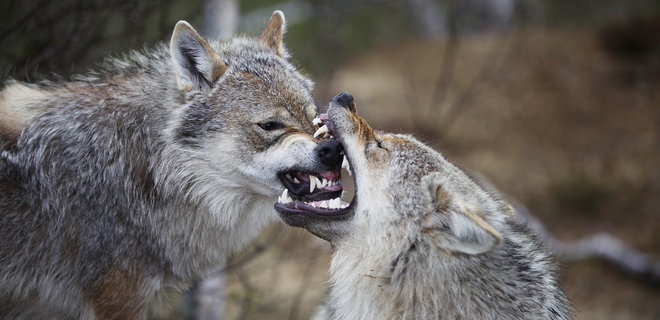 Люди повністю винищили норвезького вовка – генетики - Фото