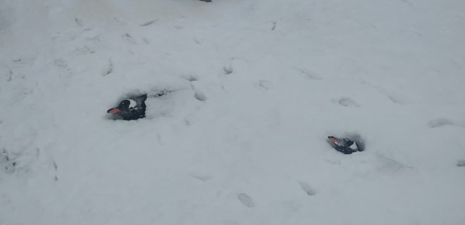 На станции Академик Вернандский рекордная высота снега. Засыпало гнезда пингвинов – фото - Фото