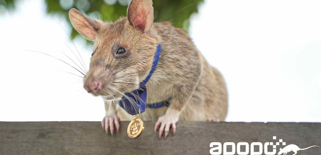 Умер крыса-сапер Магава, который за свою жизнь обнаружила более 100 мин - Фото