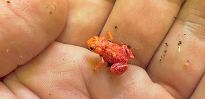 Ученые узнали, почему крошечные жабы неуклюжие прыгуны: исследование и трагикомичное видео - Фото
