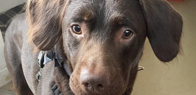 В Великобритании спасли пса, который страдал от алкоголизма – Telegraph - Фото